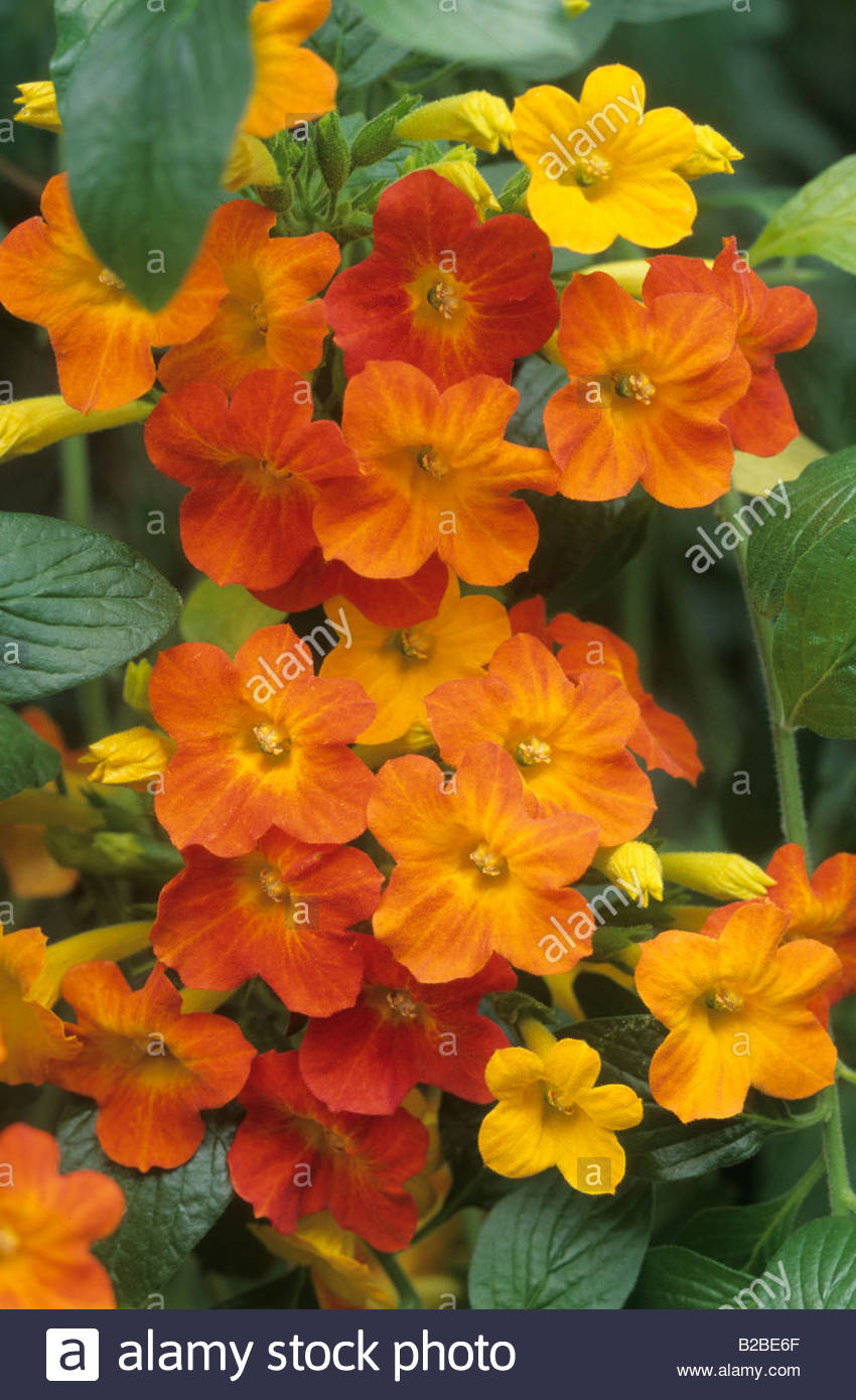 Marmalade Bush Stock Photos & Marmalade Bush Stock Images Alamy