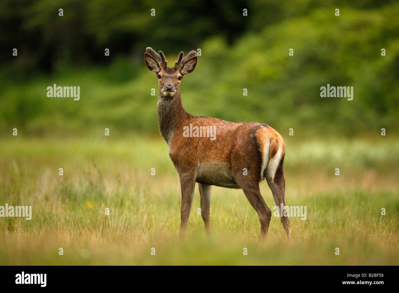 Red deer Cervus elaphus male in velvet Islay Hebrides Scotland July Stock Photo