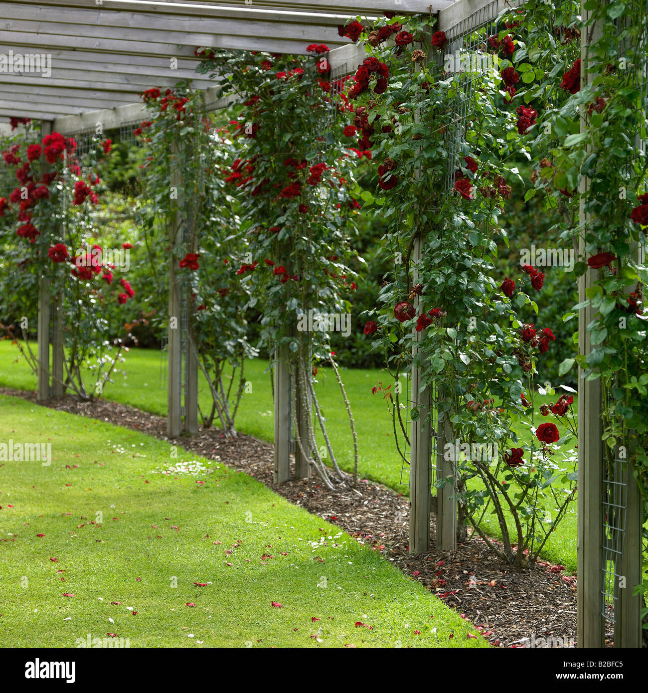 Rose garden from the Belfast Rose Week, Lady Dixon Park. Stock Photo