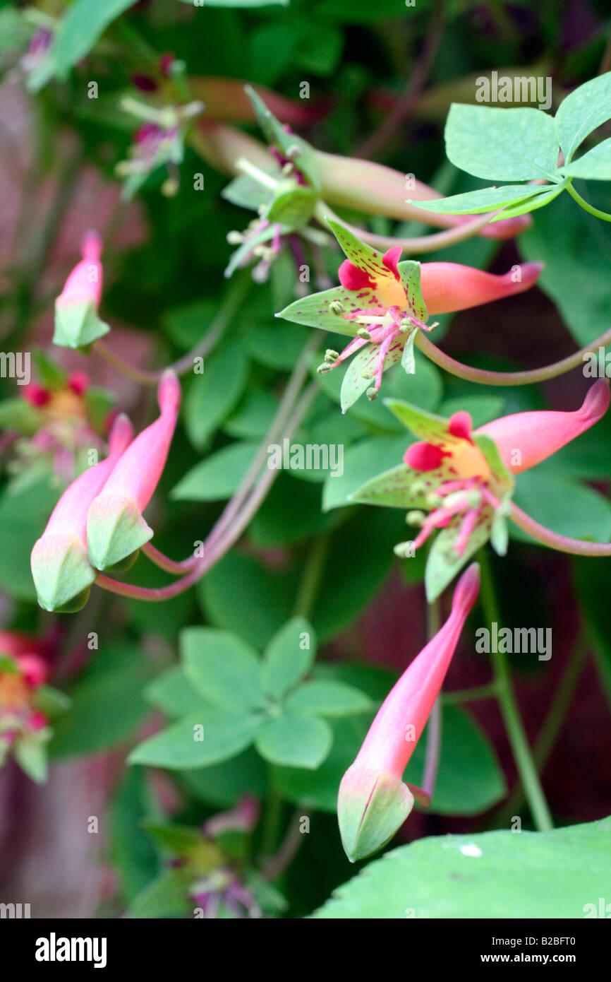 TROPAEOLUM PENTAPHYLLUM Stock Photo