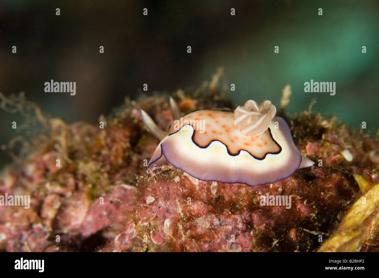 A purple and white nudibranch on coral in the warm waters around Halmahera, Indonesia. Stock Photo