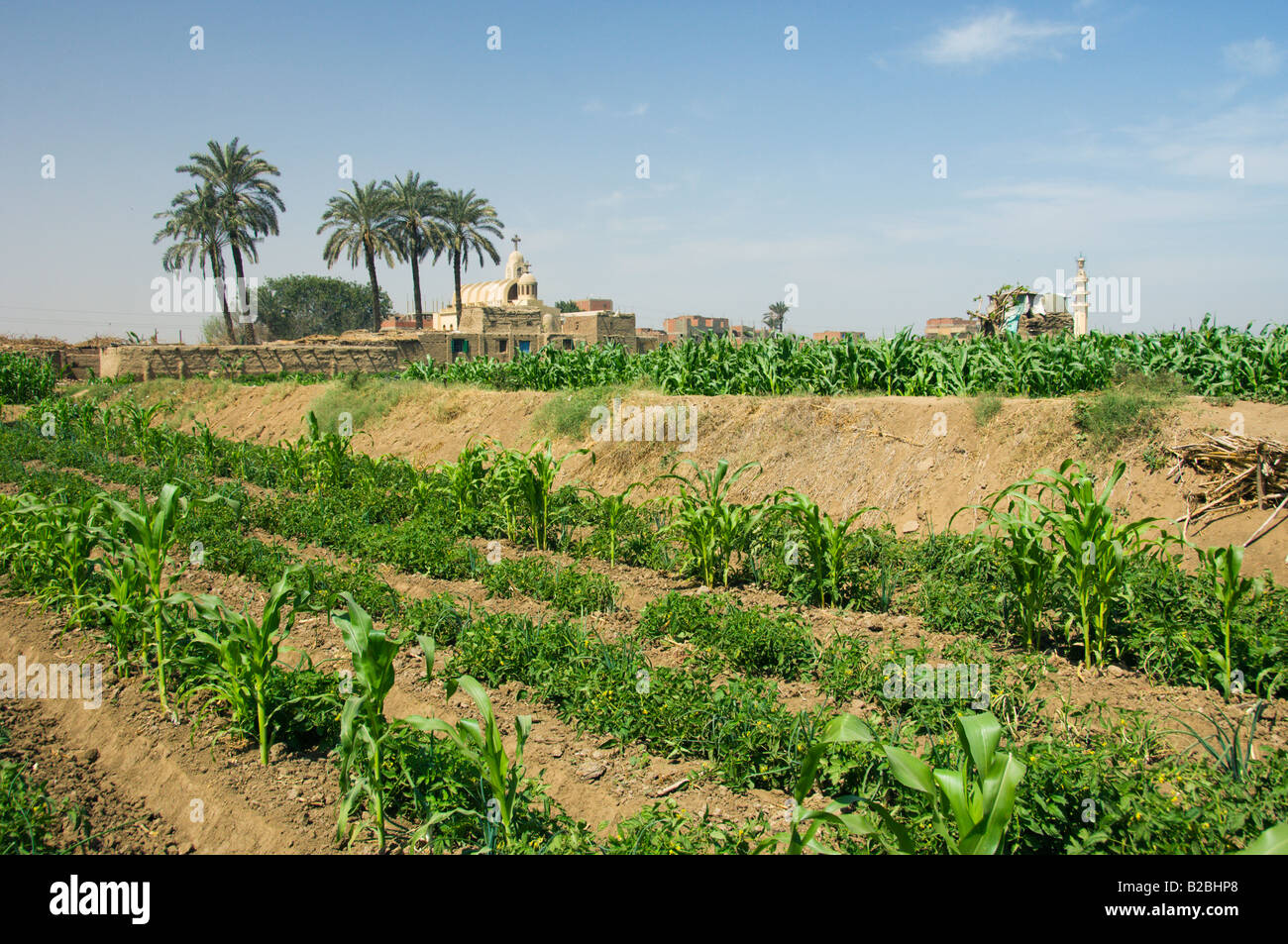 Farm fields and Egyptian agriculture on Gold Island Cairo Egypt Stock