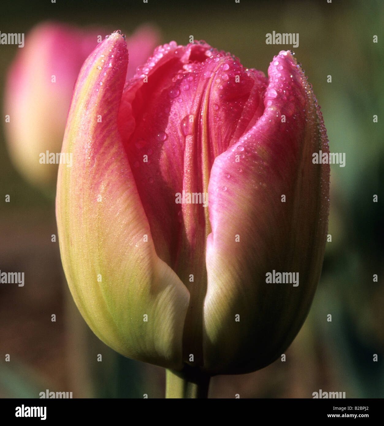 Tulip flower in garden hi-res stock photography and images - Alamy