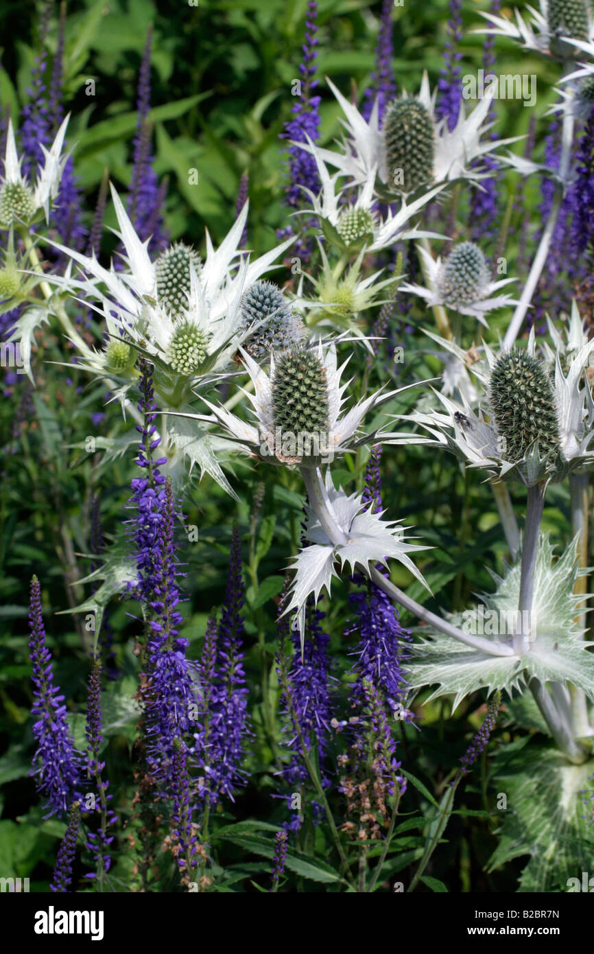 ERYNGIUM GIGANTEUM SILVER GHOST AGM Stock Photo Alamy