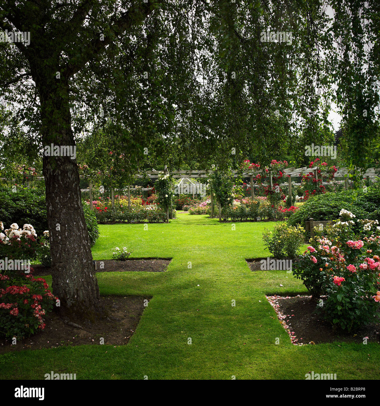 Rose garden from the Belfast Rose Week, Lady Dixon Park. Stock Photo