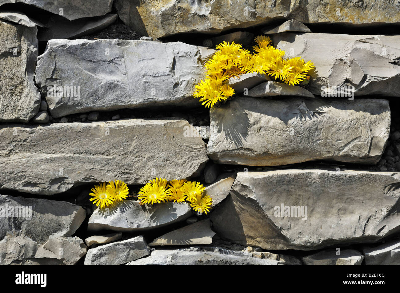 Yellow Succulent Plant (Delosperma lineare), Germany, Europe Stock Photo