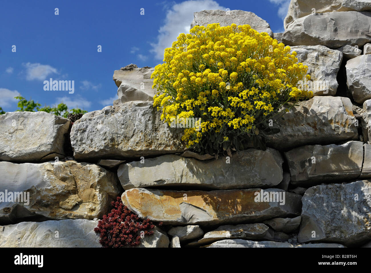 Alyssum saxatile hi-res stock photography and images - Alamy