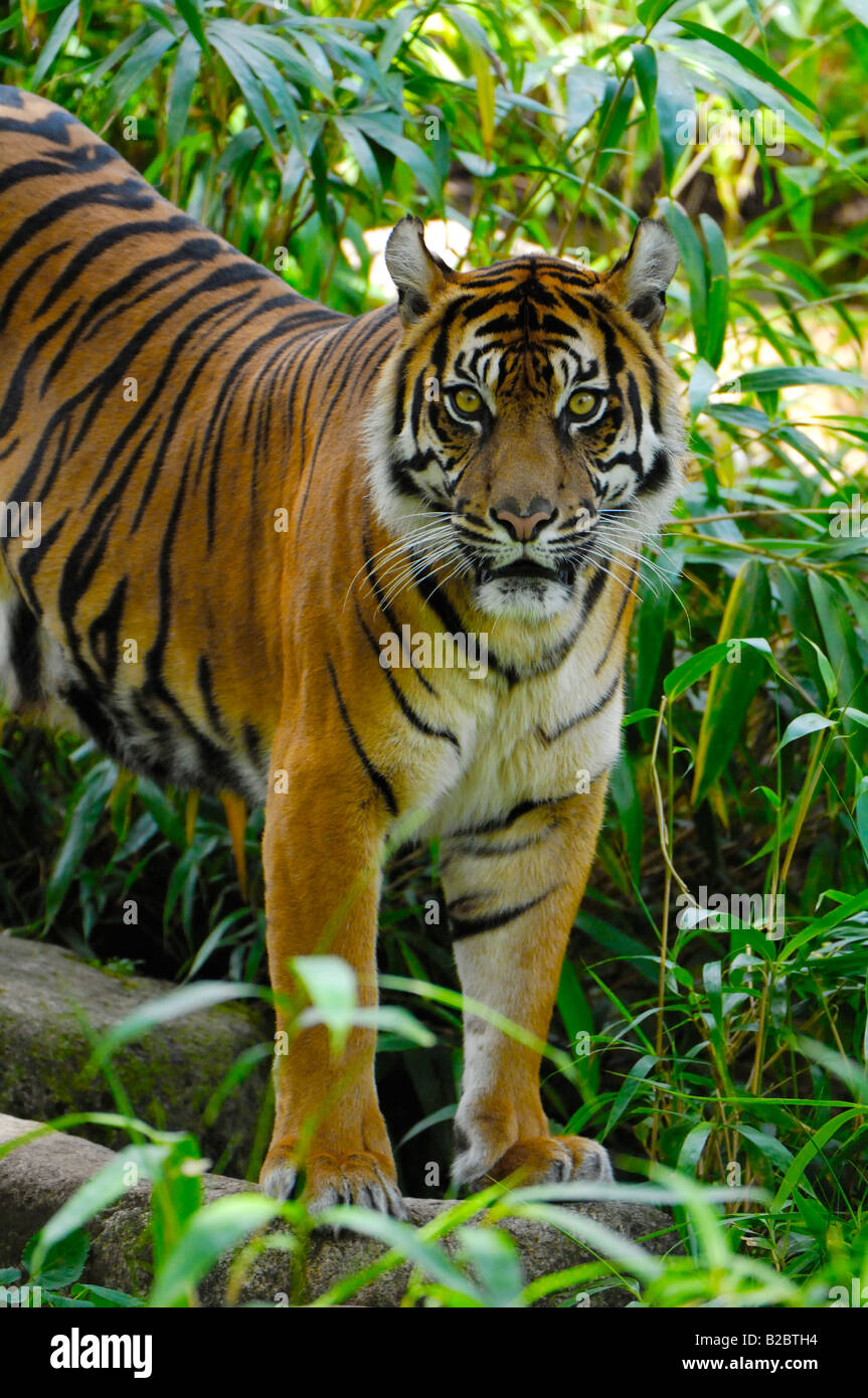 Sumatran Tiger (Panthera tigris sumatrae) Stock Photo