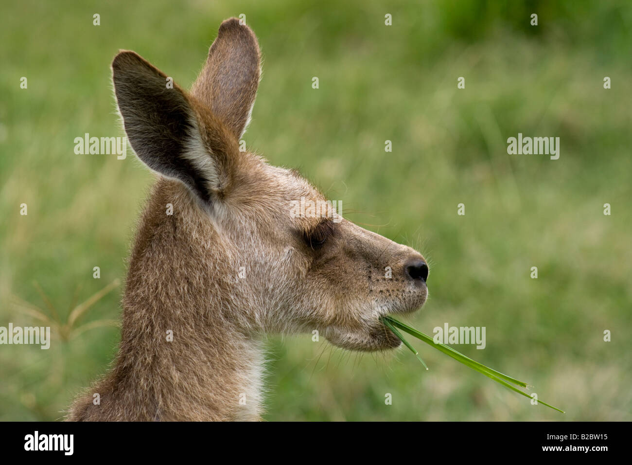 Eastern Grey Kangaroo, Micropus giganteus Stock Photo