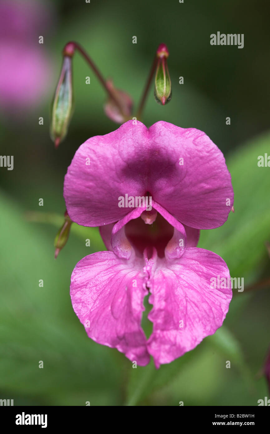 Bloom of the Himalayan Balsam (Impatiens glandulifera), Eyachtal, Northern Black Forest, Baden-Wuerttemberg, Germany, Europe Stock Photo