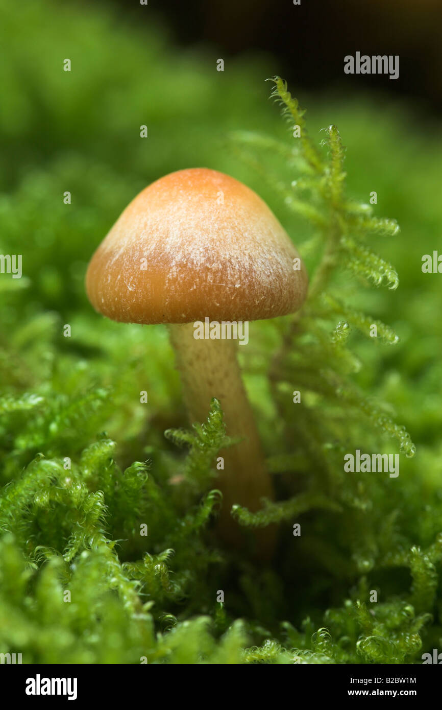 Mushrooms growing on a moss covered tree stump, Eyachtal, Northern Black Forest, Baden-Wuerttemberg, Germany, Europe Stock Photo