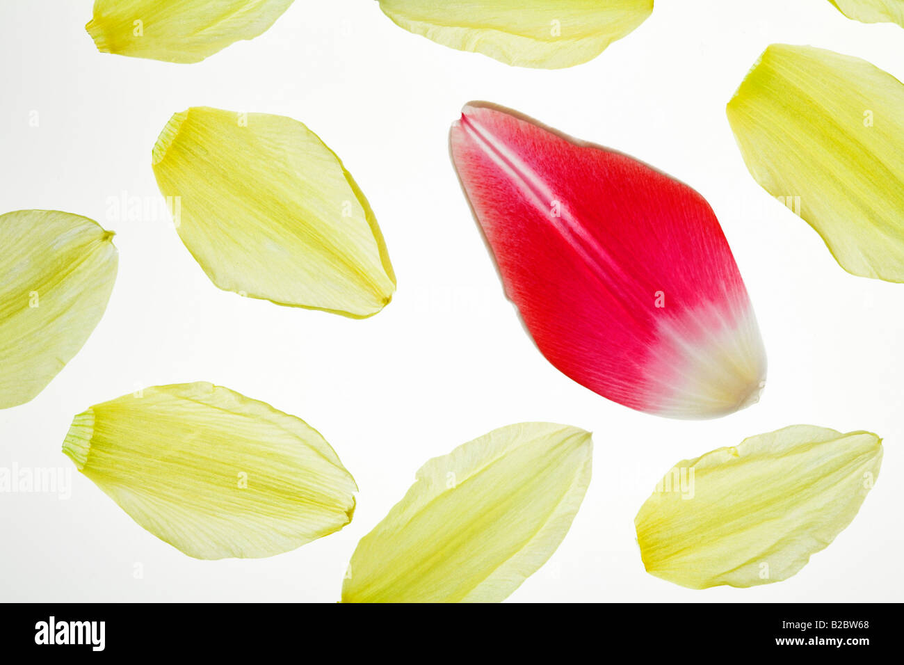 Petals from a red Tulip (Tulipa) and a yellow Daffodil (Narcissus) Stock Photo