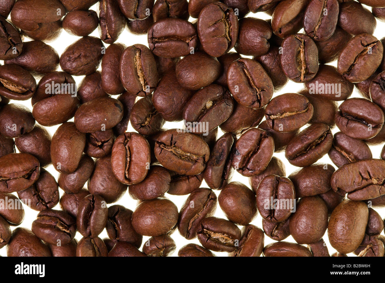 Coffee Beans on a lightbox Stock Photo - Alamy