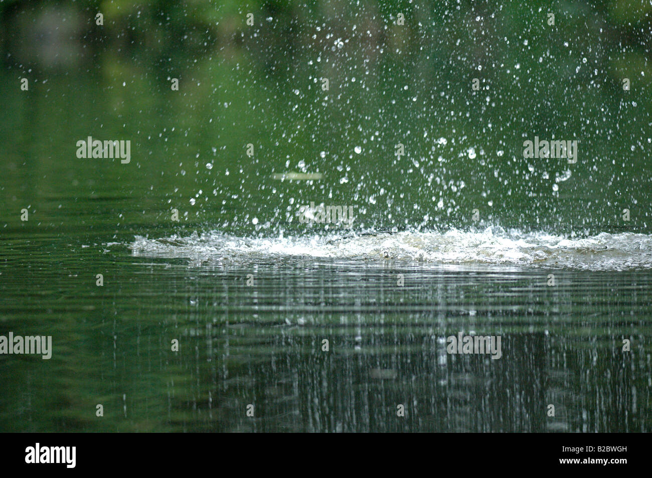 Eurasian beaver, Castor fiber, tail splash, West Bohemia, Czech