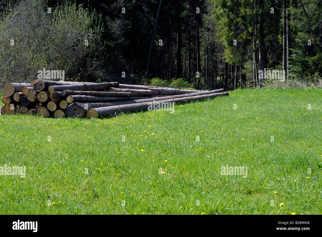 Cut down coniferous trees, Lake Rehnenmuehlesee, BadenWuerttemberg