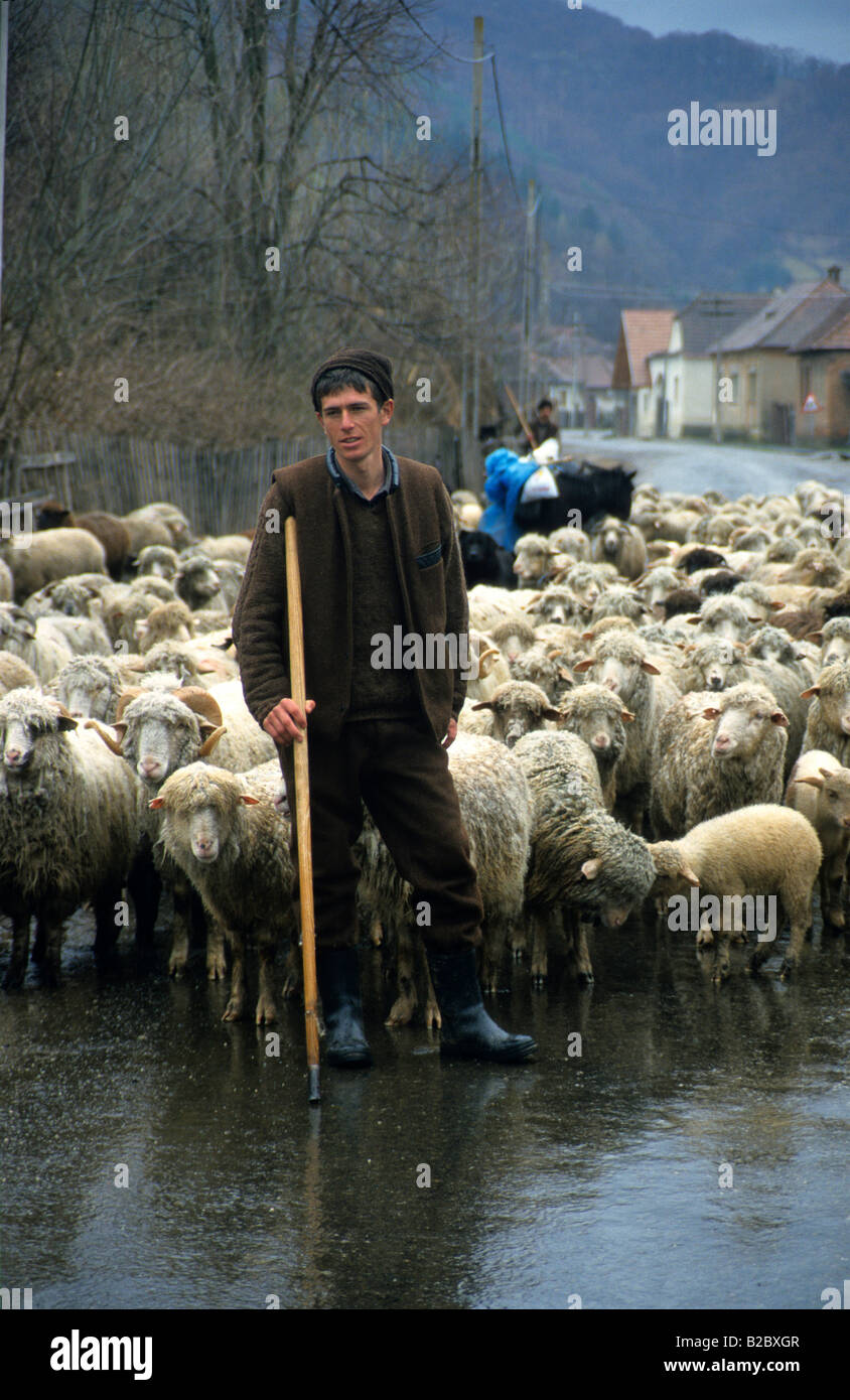 Shepherd near Sibiu, Carpathian Mountains, Romania, Europe Stock Photo
