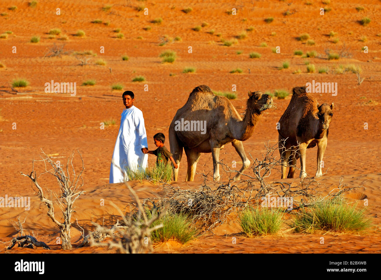 Nomad children with camels in the Wahiba Sands, Ramlat al Wahaybah, Oman Stock Photo