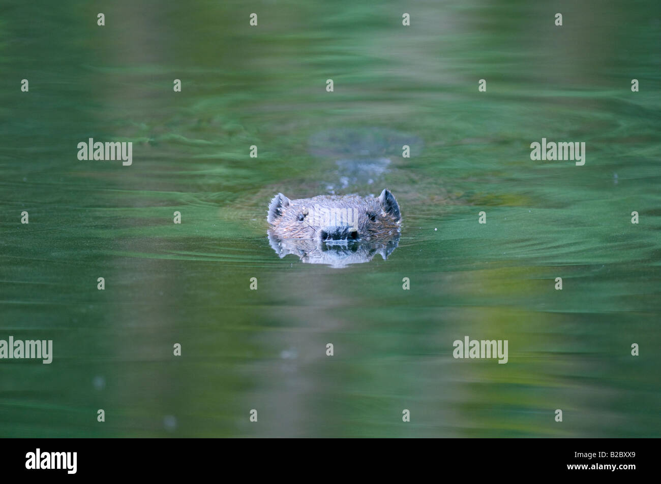 Eurasian beaver, Castor fiber, swimming, West Bohemia, Czech Republic. Stock Photo