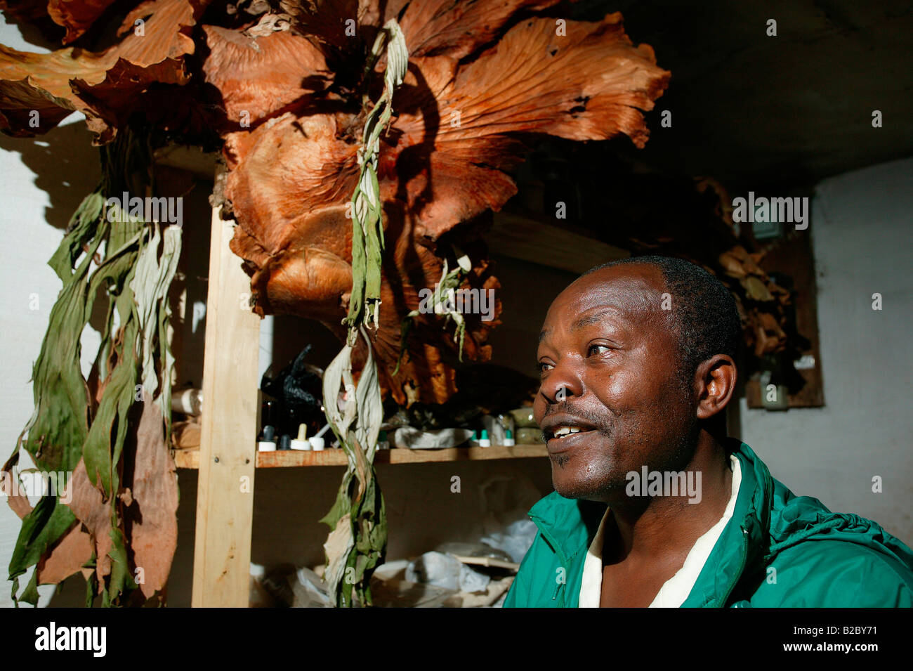 A natural healer working in his apothecary shop, Yaounde, Cameroon, Africa Stock Photo