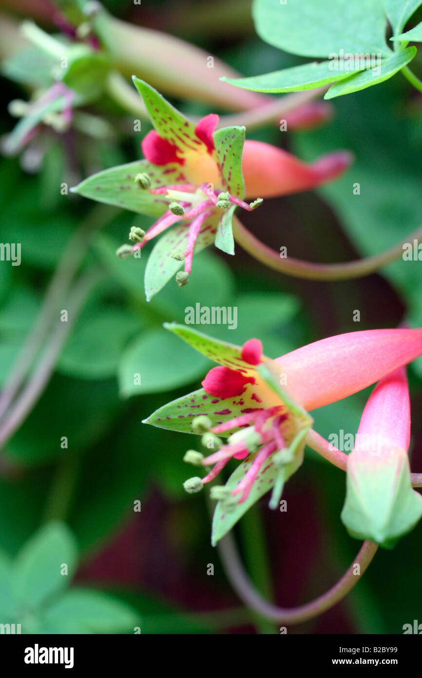 TROPAEOLUM PENTAPHYLLUM Stock Photo
