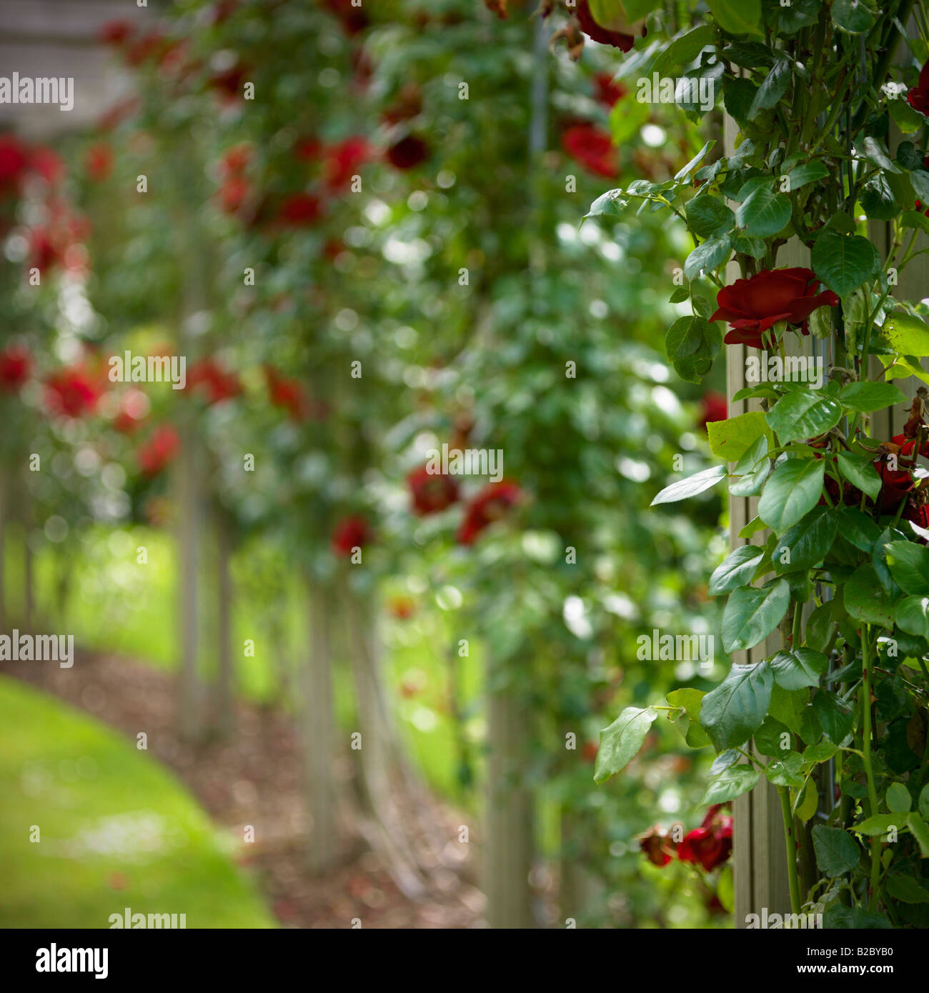 Rose garden from the Belfast Rose Week, Lady Dixon Park. Stock Photo