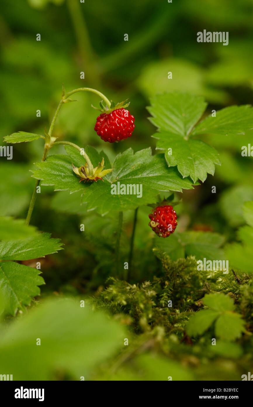 Wild strawberry Fragaria vesca Midlands July Stock Photo