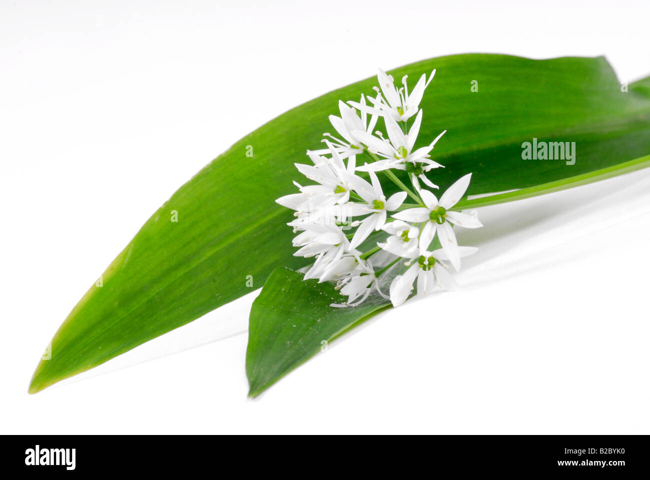Ramsons, Wild Garlic (Allium ursinum) Stock Photo