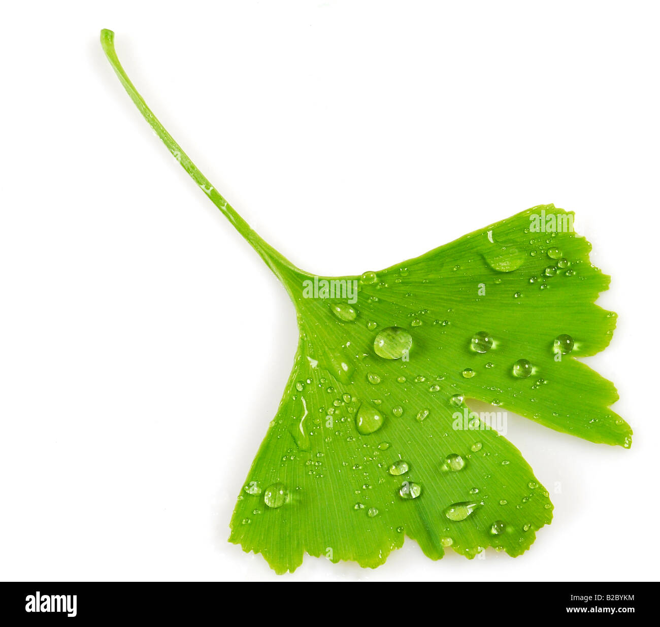 Ginkgo or Maidenhair Tree leaf (Ginkgo biloba) with drops of water Stock Photo