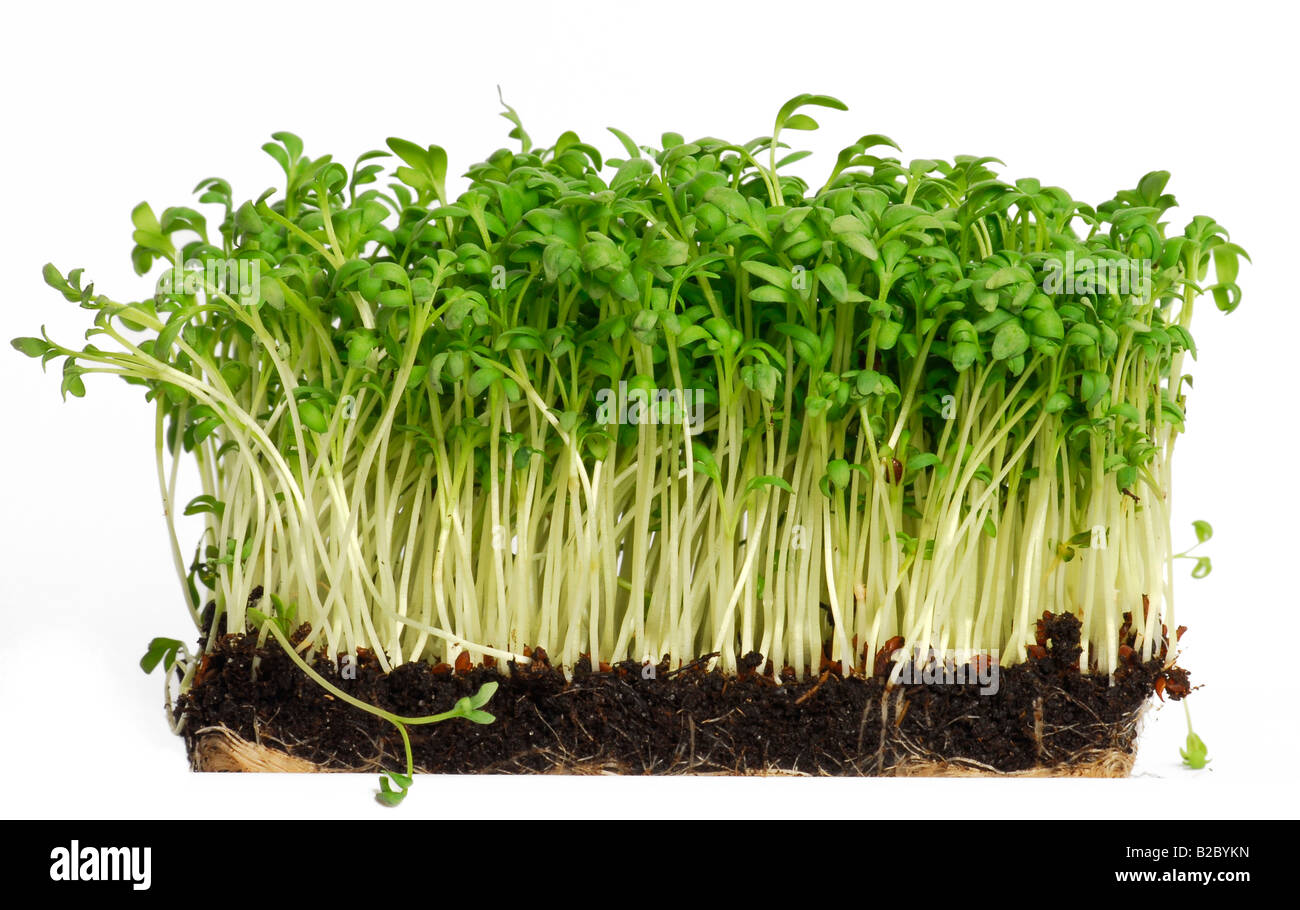 Garden Cress (Lepidium sativum) Stock Photo
