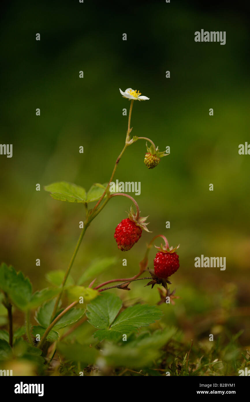 Wild strawberry Fragaria vesca Midlands July Stock Photo - Alamy