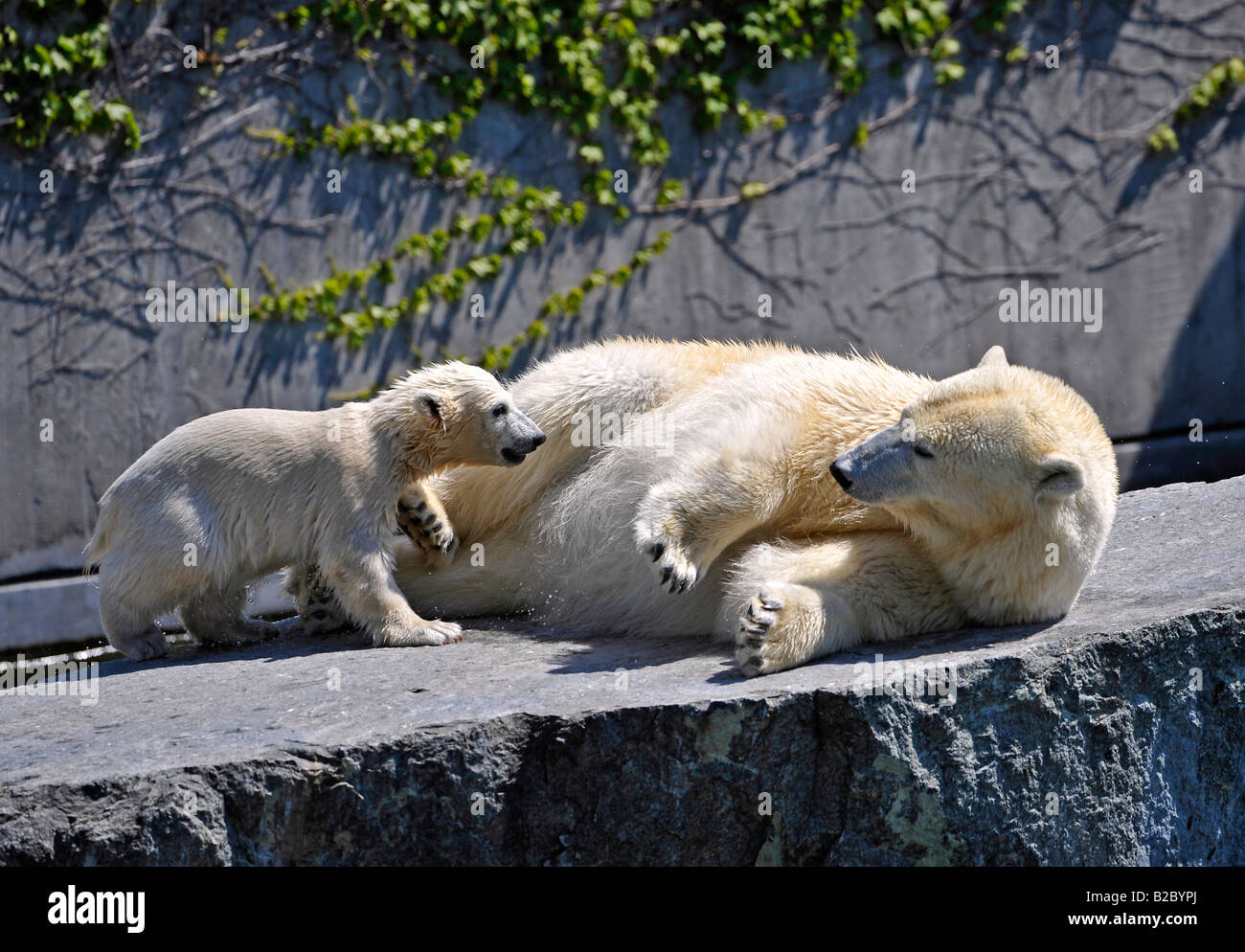Polar Bear Cub Wilbaer And His Mother Corinna Polar Bears Ursus