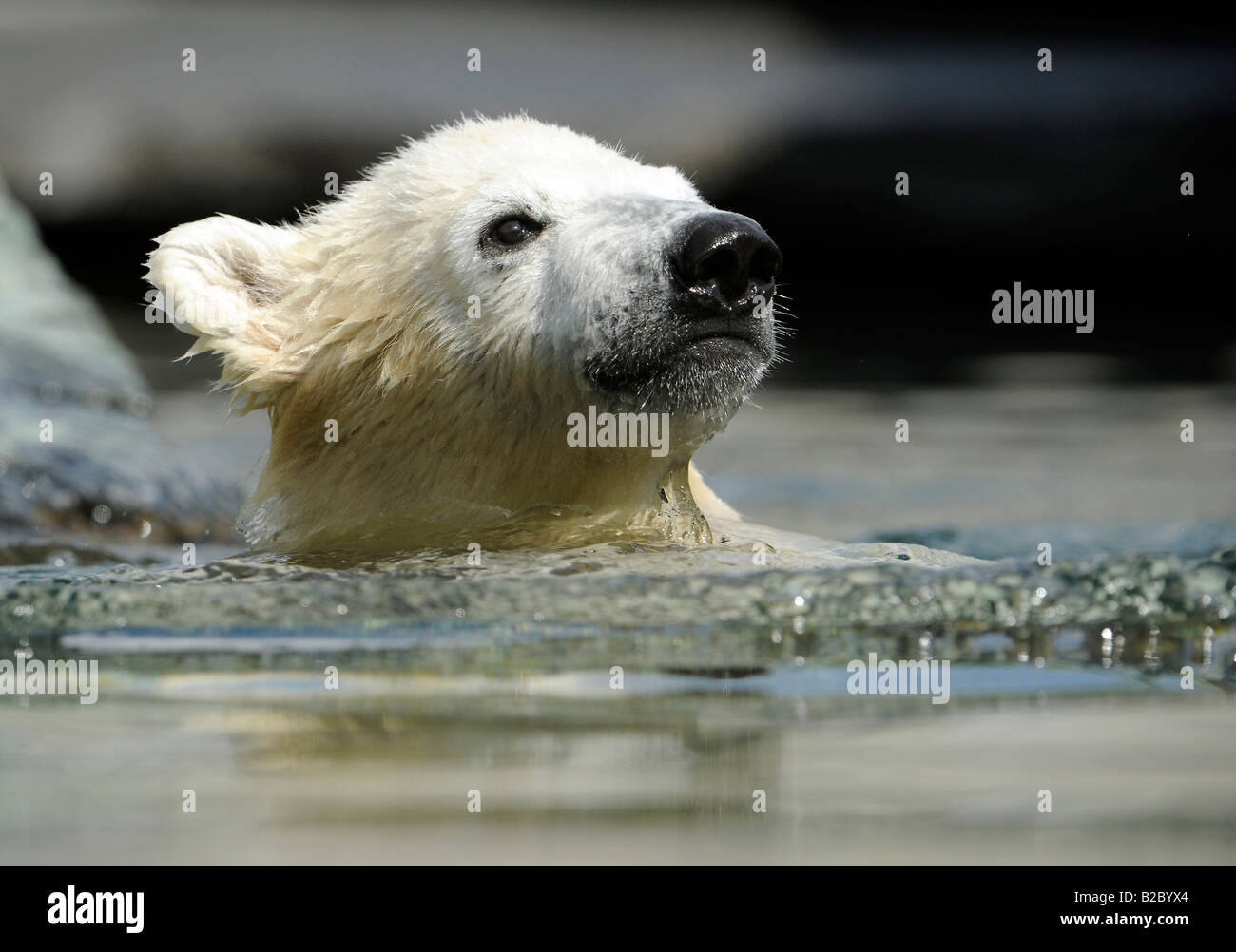 Young Polar Bear WILBAER (Ursus maritimus), Wilhelma Stuttgart Zoo, Baden-Wuerttemberg, Germany, Europe Stock Photo