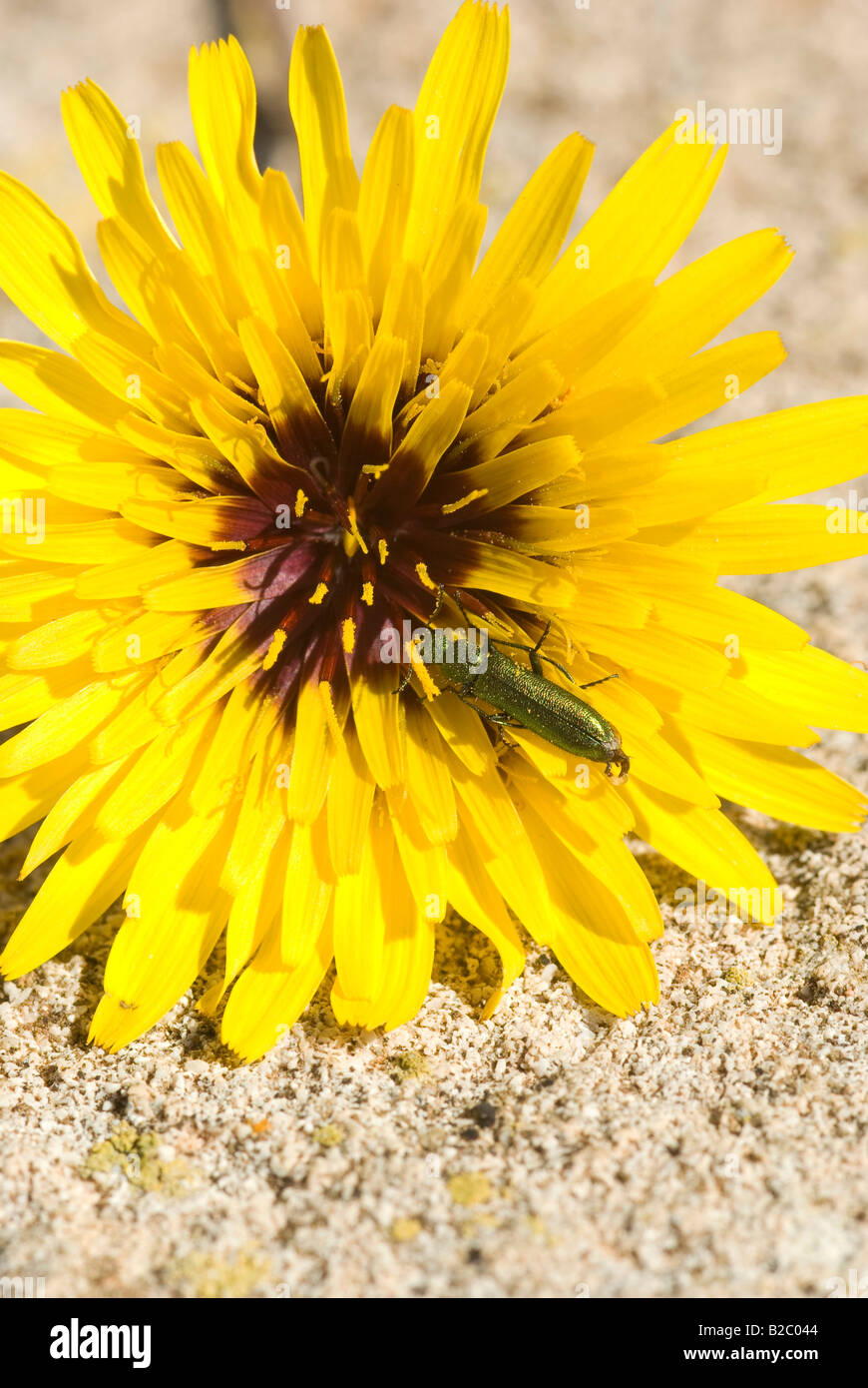 Spanish fly (Lytta vesicatoria) on a yellow sunflower, flower pollen, Majorca, the Balearic Islands, Spain, Europe Stock Photo