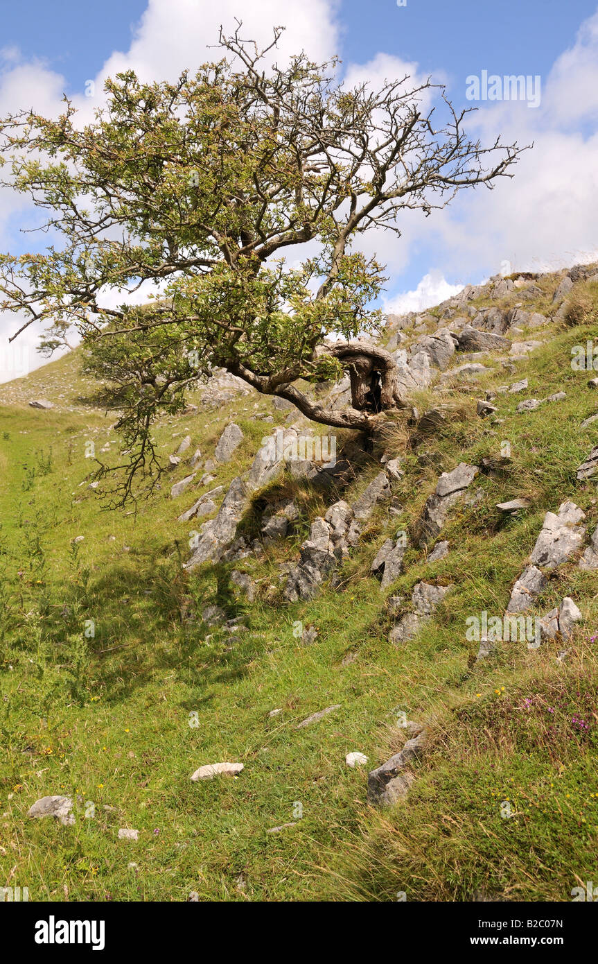 Hawthorn tree in spring Pillow Mounds Black Mountains Mynydd Du Carmarthenshire Wales Cymru Stock Photo