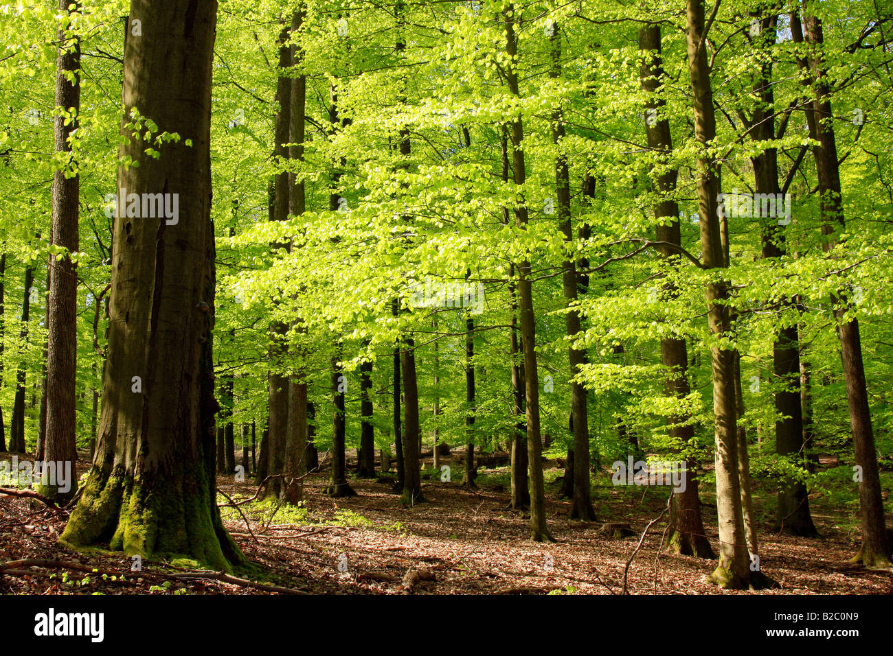 Beech forest in May, spring Stock Photo