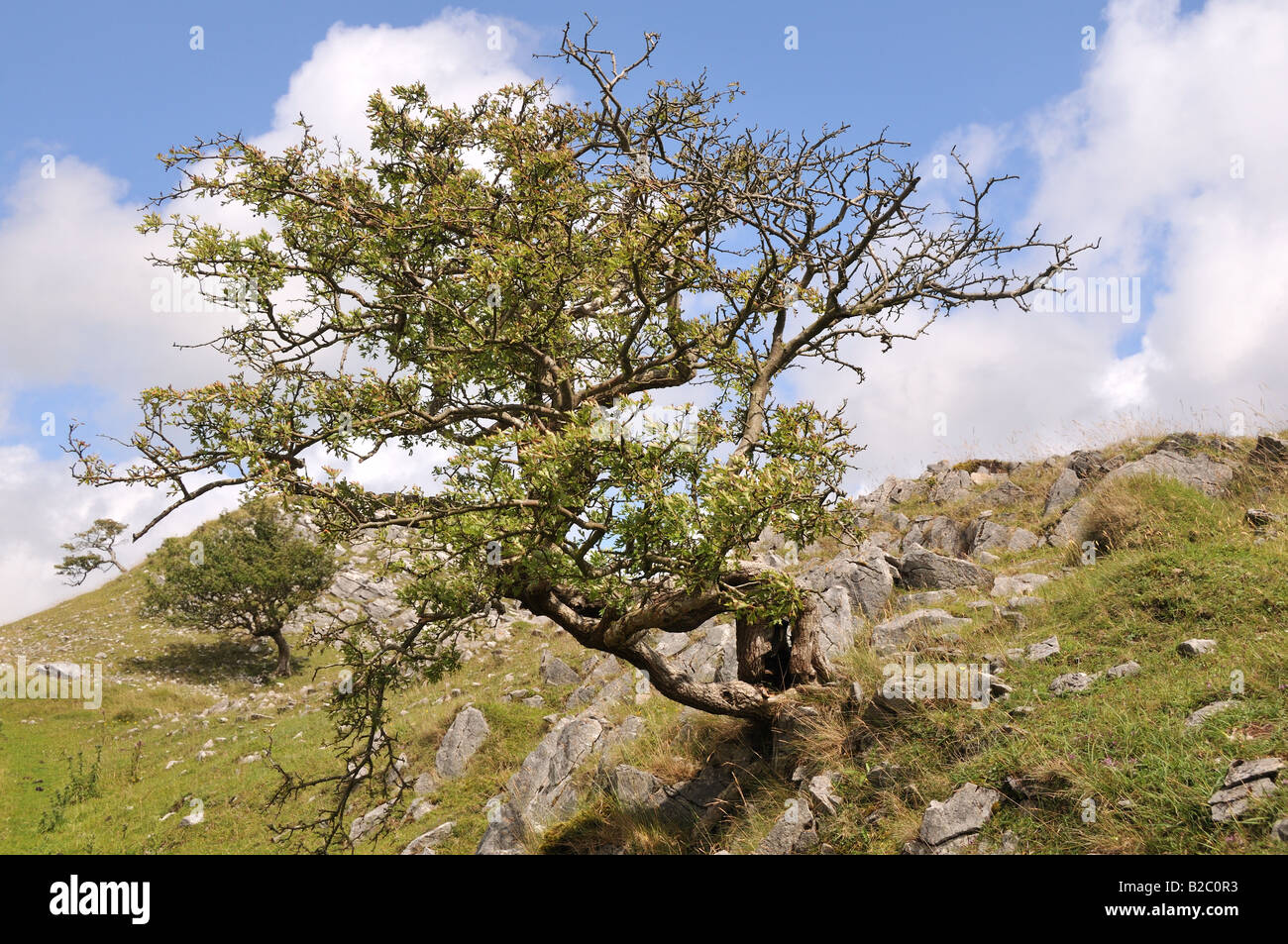 Hawthorn tree in spring Pilow mounds Black mountains Carmarthenshire Wales Cymru Stock Photo