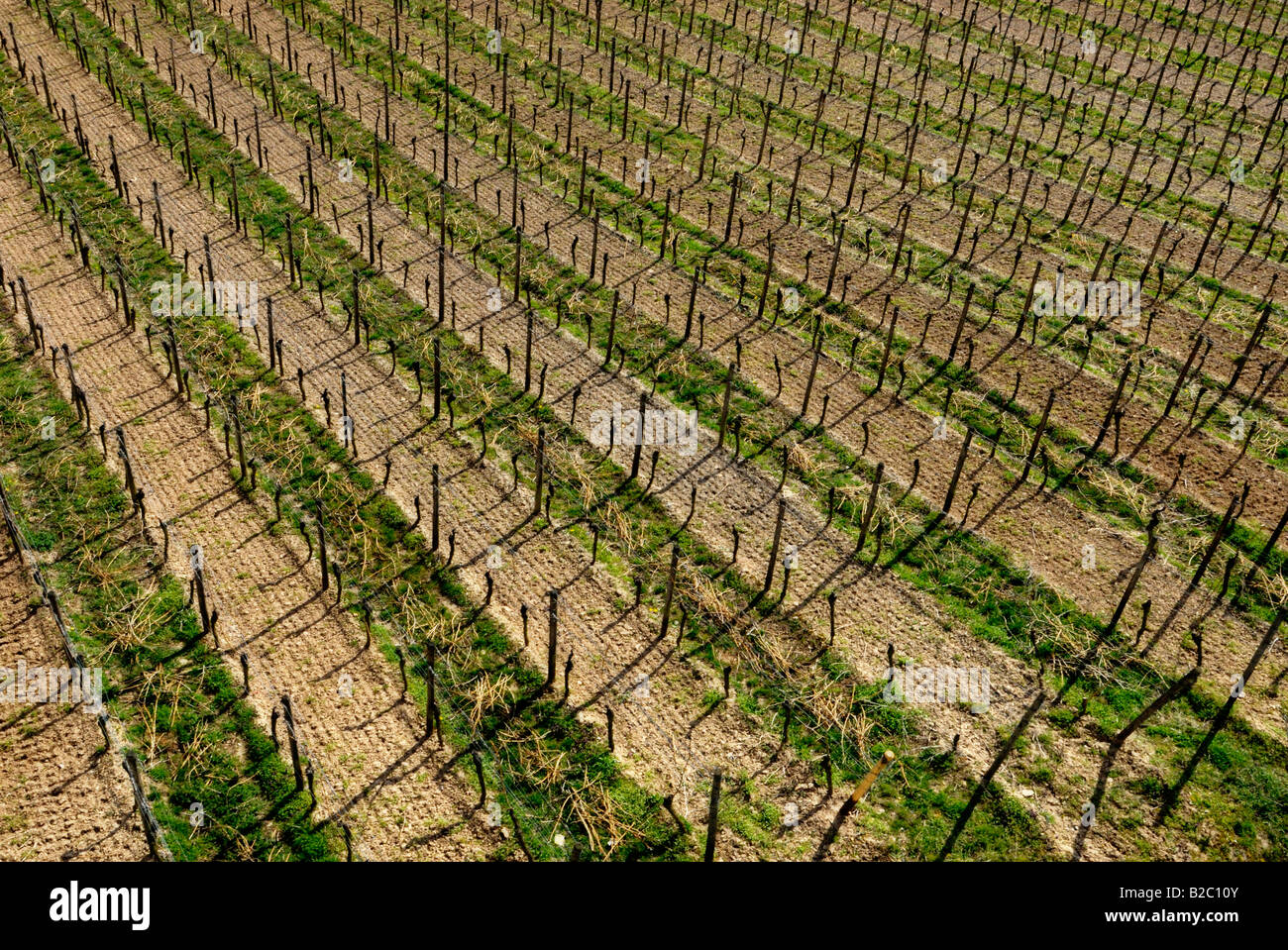 Pattern of rows of vines in a vineyard in Wingert, Ruedesheimer Berg, Rheingau, Middle Rhine Valley, Rhineland-Palatinate Stock Photo