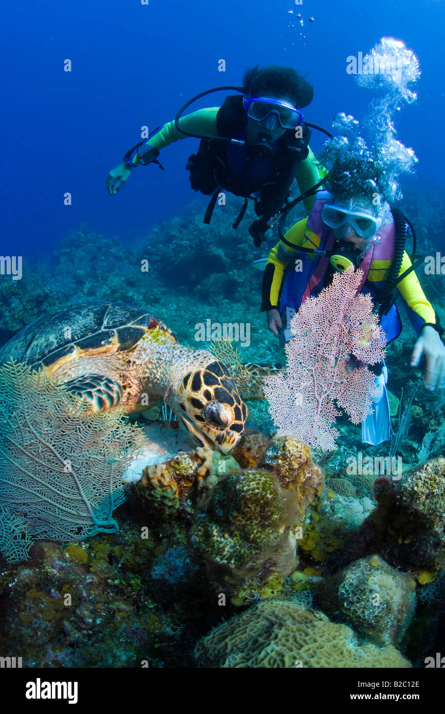 Young female scuba diver observing a Hawksbill Turtle (Eretmochelys imbricata) feeding, Roatán, Honduras, Caribbean Stock Photo
