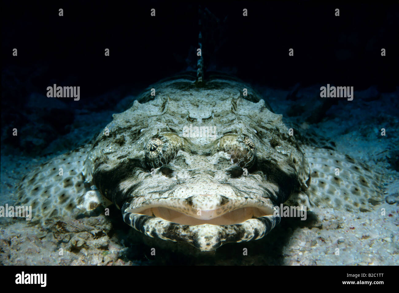 Tentacled Flathead (Papilloculiceps longiceps) lying on the sandy sea floor, Red Sea, Egypt, Africa Stock Photo