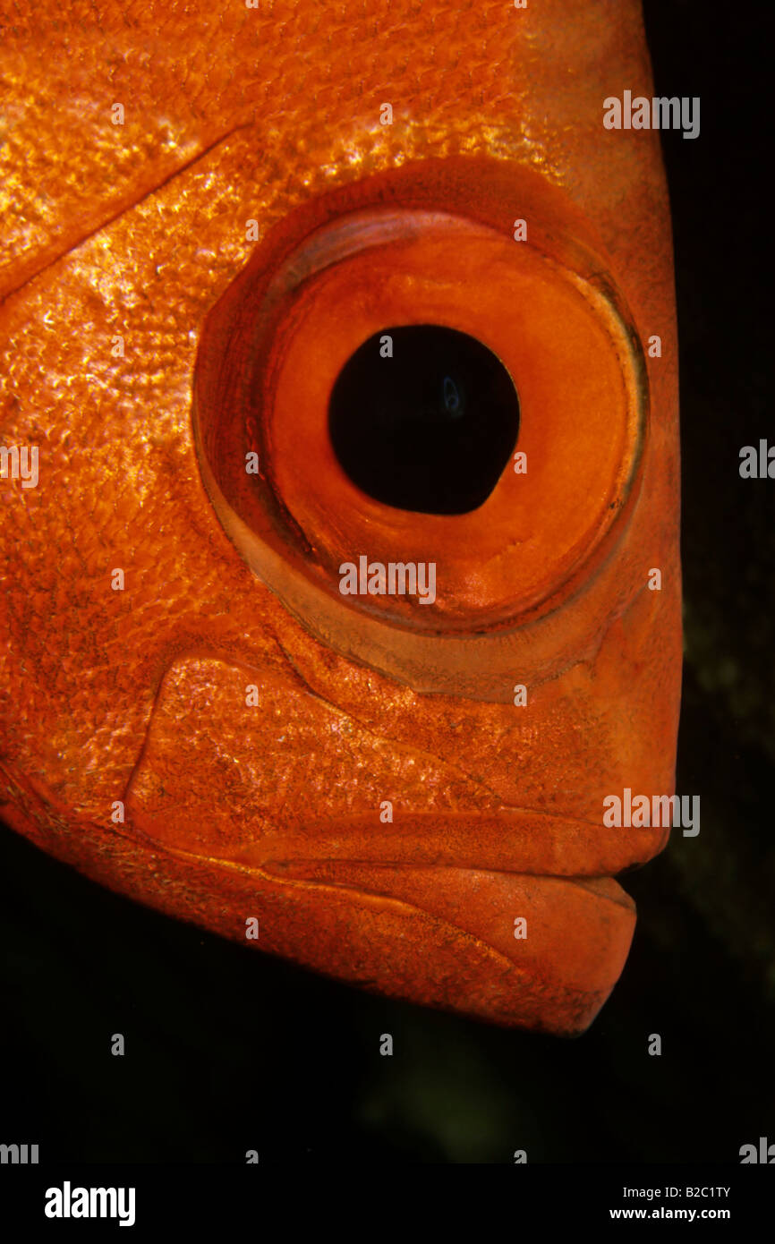 Moontail Bullseye (Priacanthus hamrur), portrait, Red Sea, Egypt, Africa Stock Photo