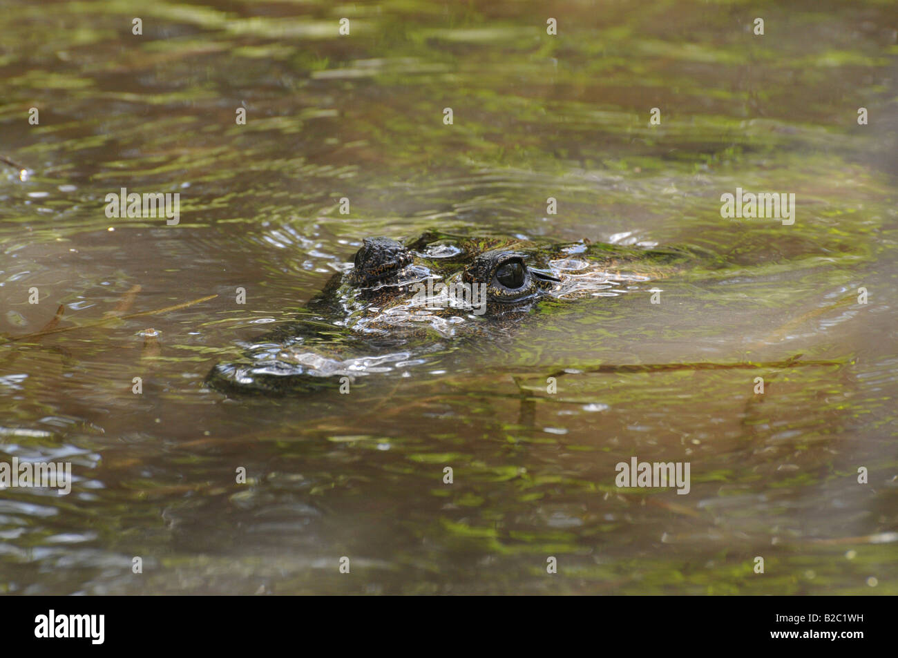 Crocodile (Crocodilia) snout peeking from water's surface, Lamanai, Belize, Central America Stock Photo