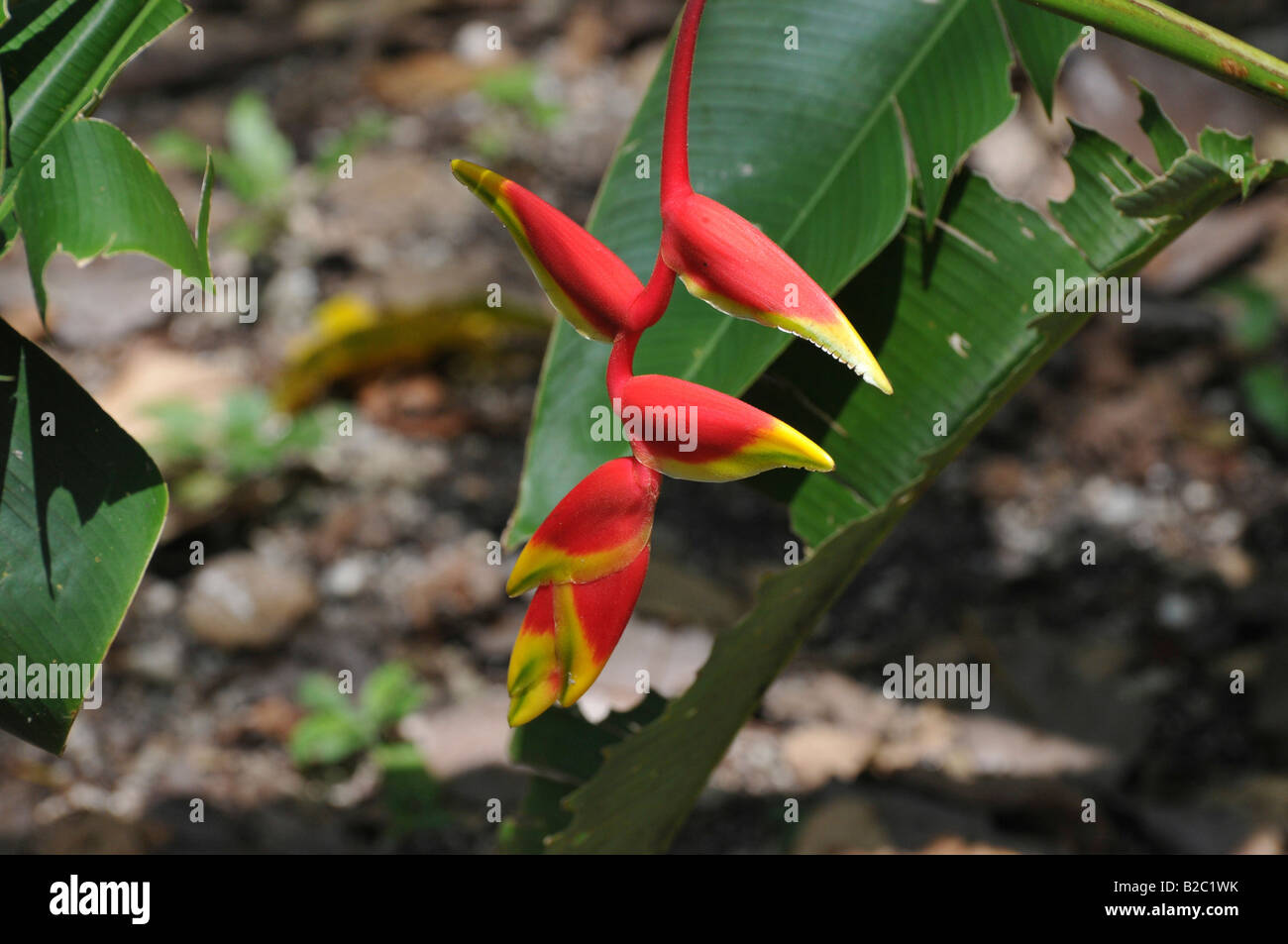 Lobster-claw, Wild Plantain or False Bird-of-paradise (Heliconia), Lamanai, Belize, Central America Stock Photo