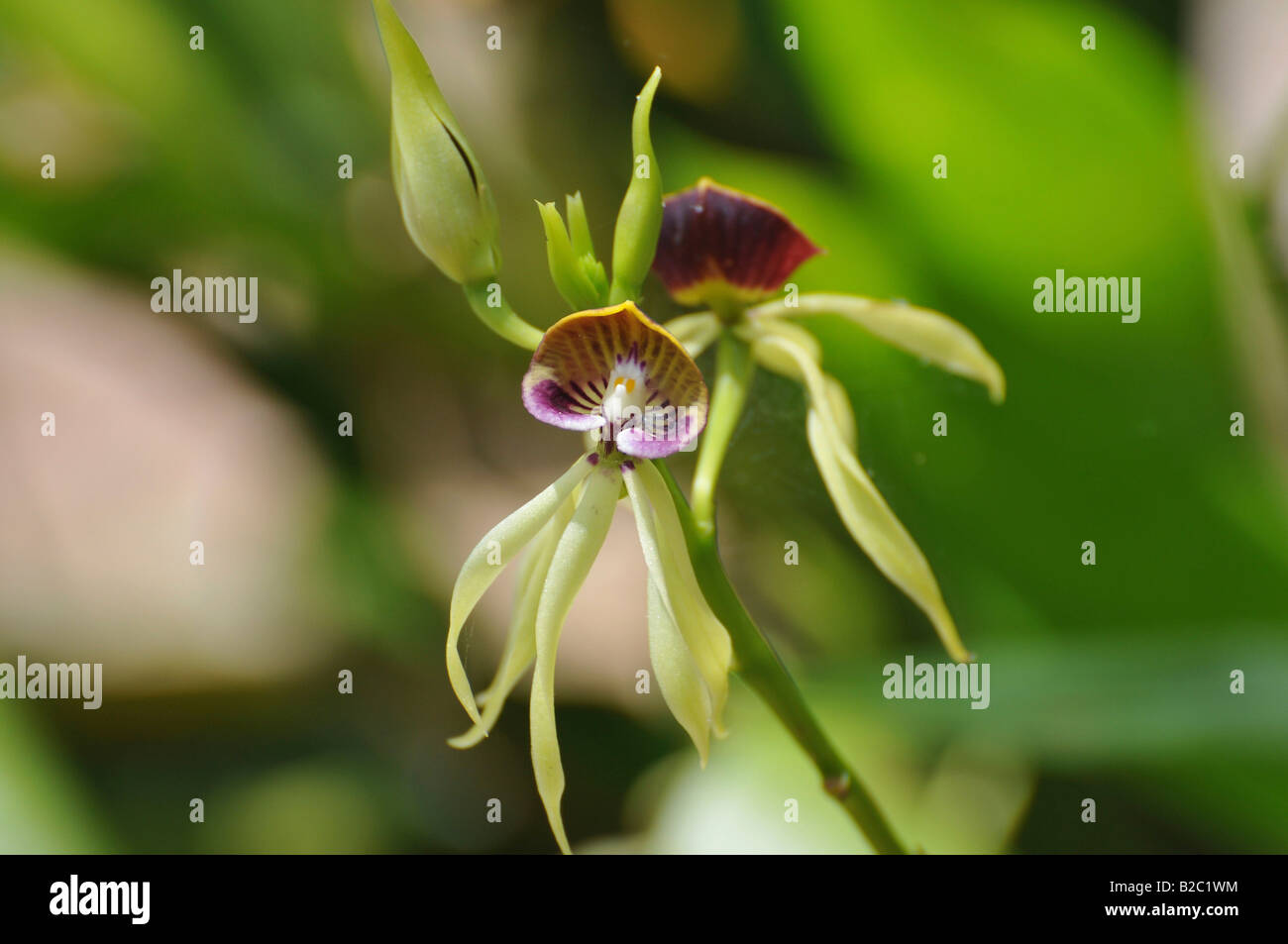 Black Orchid (Coelogyne), Lamanai, Belize, Central America Stock Photo