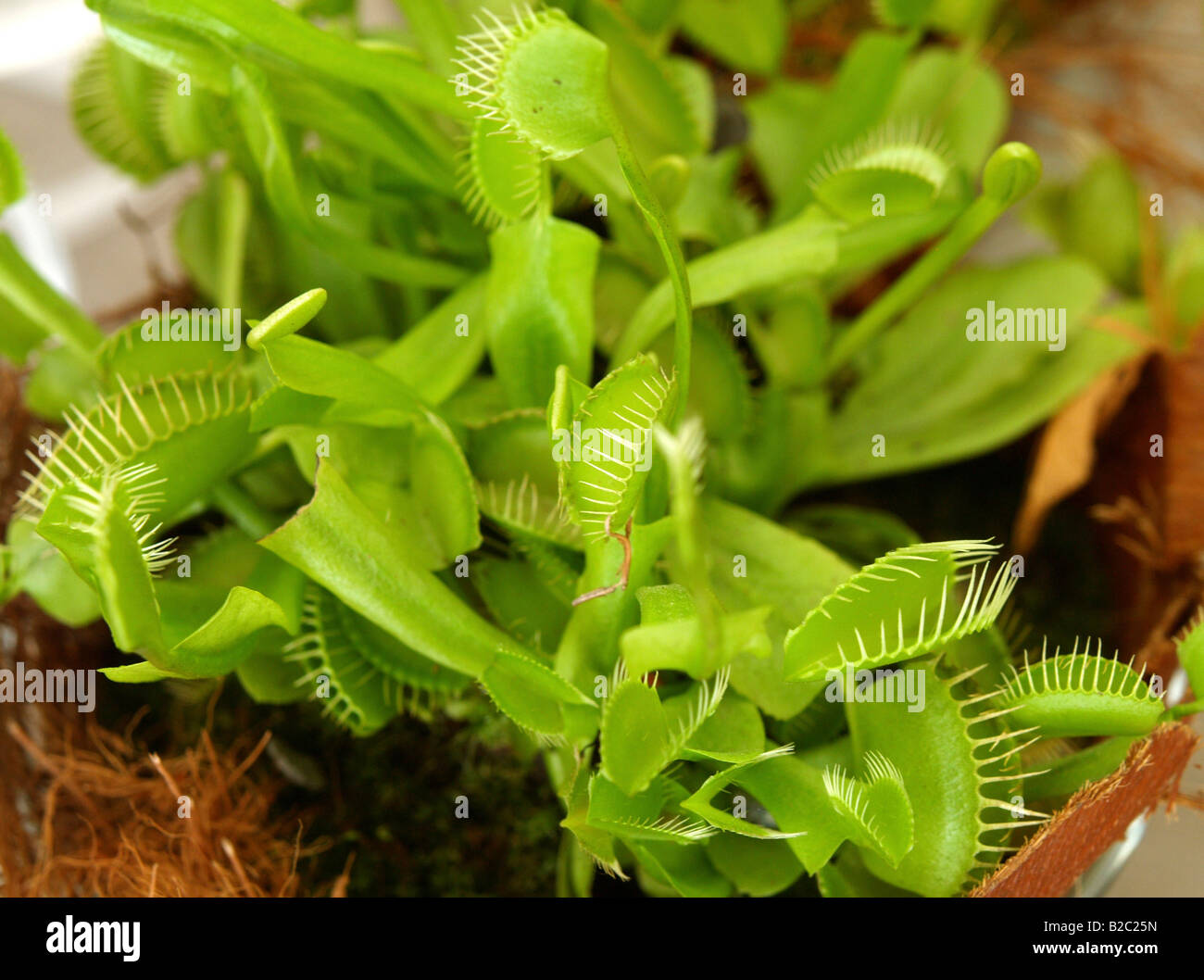Dionaea muscipula, Venus flytrap Stock Photo