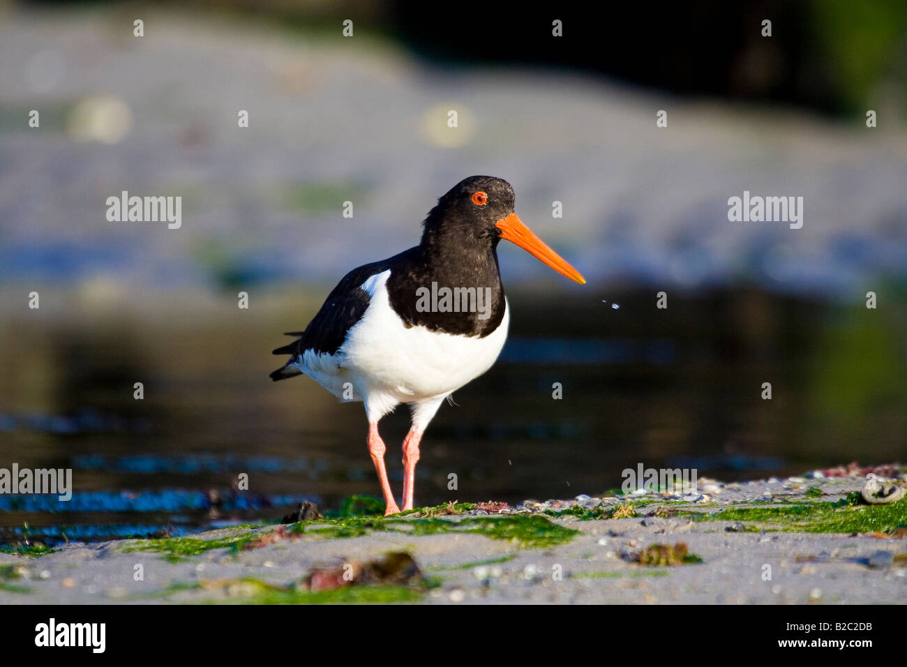 Eurasian Oystercatcher (Haematopus ostralegus Stock Photo - Alamy