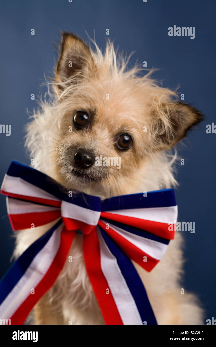 Portrait of a patriotic dog complete with bow tie Stock Photo