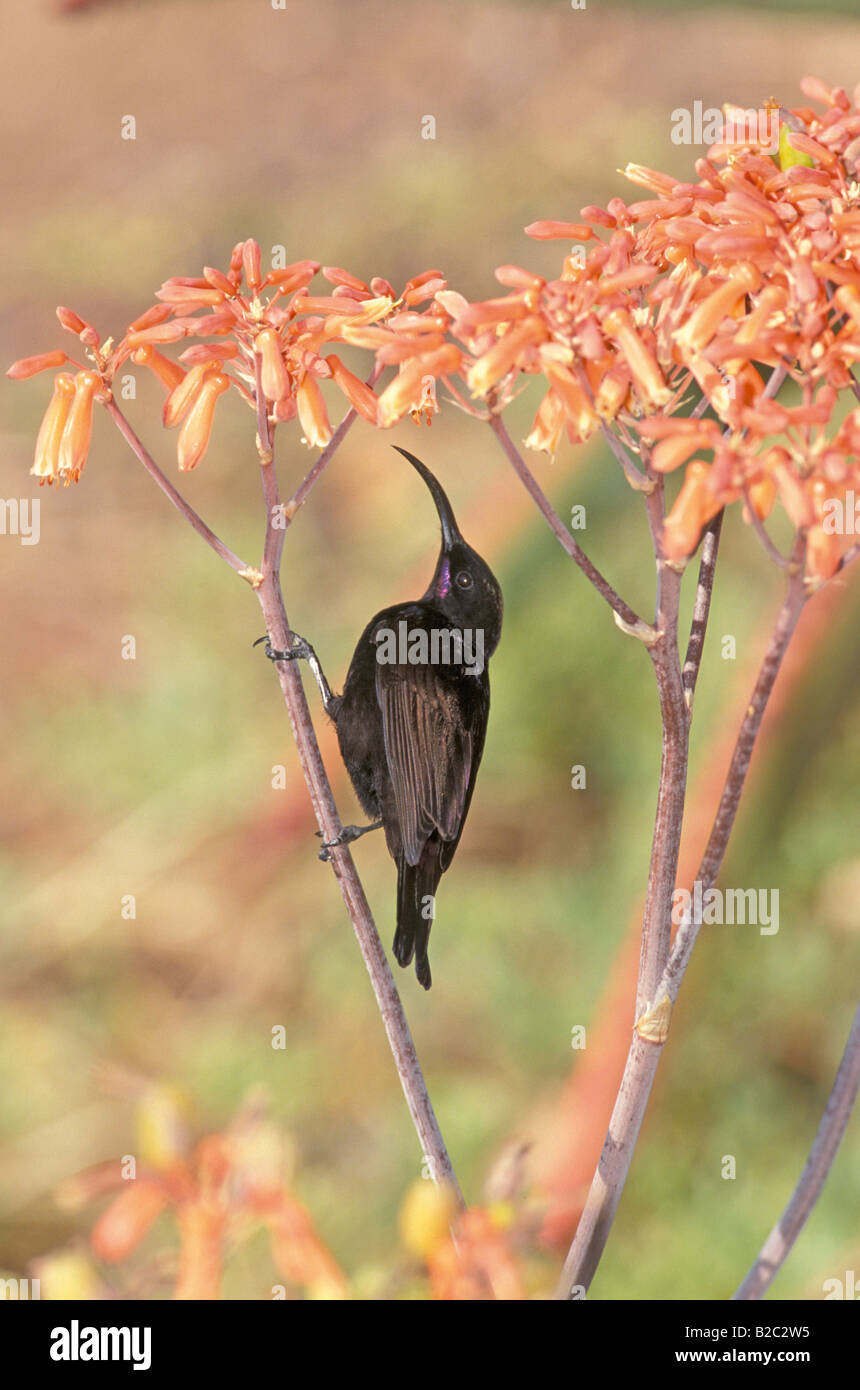 Amethyst Sunbird (Nectarinia amethystina), Addo Elephant National Park, Port Elizabeth, South Africa Stock Photo