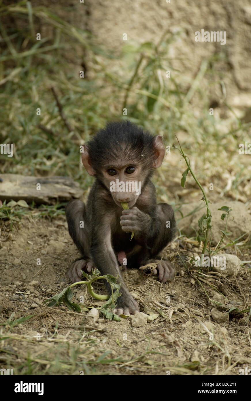 Young Olive Baboon (Papio anubis) Stock Photo