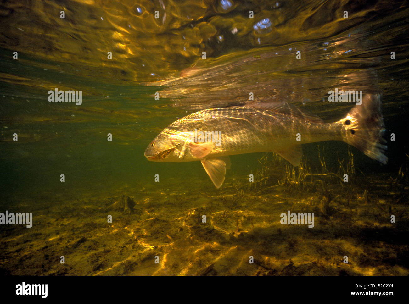 Red drum redfish underwater gamefish portrait closeup saltwater shallow  flats coastal fishing waters florida black spot tail Stock Photo - Alamy