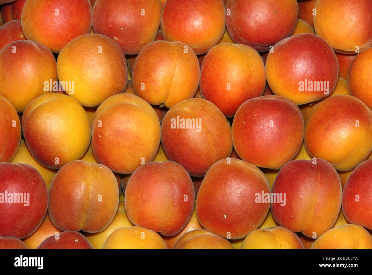 Apricots (Prunus armeniaca), fruit Stock Photo Alamy